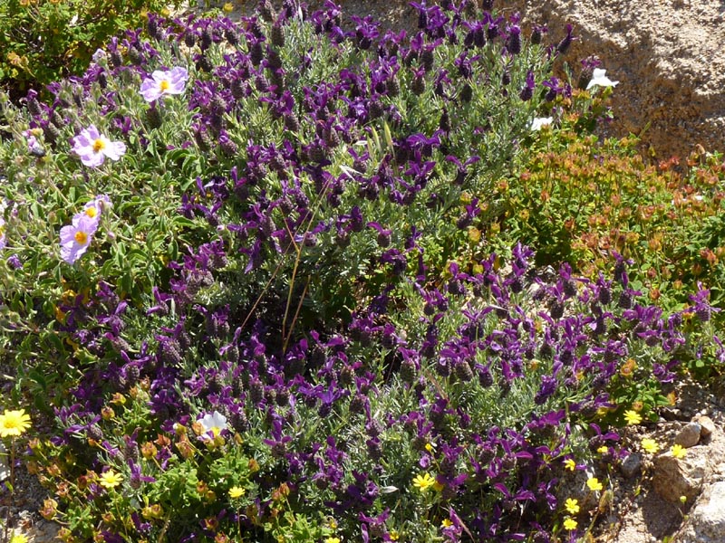 Lavandula stoechas photo